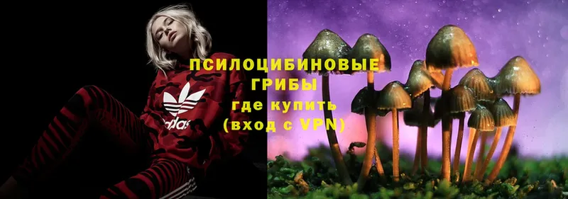 Псилоцибиновые грибы Psilocybine cubensis  OMG   Белогорск 